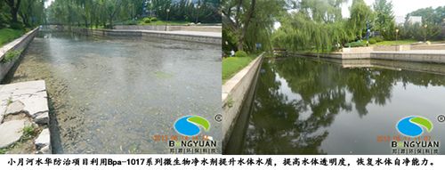邦源環保水華防治項目利用bpa-1017系列微生物凈水劑治理效果圖